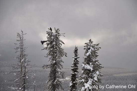 2010.02.17 BigWhite-556