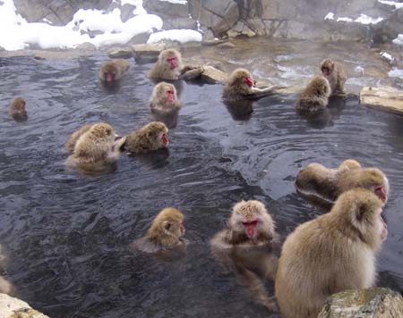 SnowMonkeys006