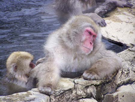 SnowMonkeys010