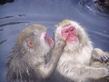 SnowMonkeys020