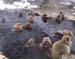 SnowMonkeys006