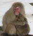 SnowMonkeys014