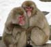 SnowMonkeys017