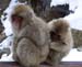 SnowMonkeys018