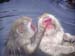 SnowMonkeys020