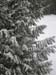 2009Kootney-Fernie018