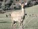 Q-Deer